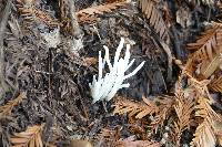 Clavaria fragilis image