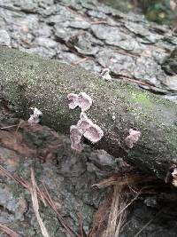 Schizophyllum commune image