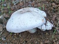 Agaricus campestris image