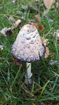 Coprinus comatus image