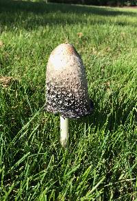 Coprinus comatus image