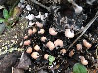 Peltigera polydactylon image