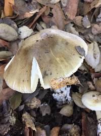 Amanita phalloides image