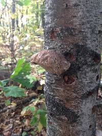 Fomitopsis betulina image