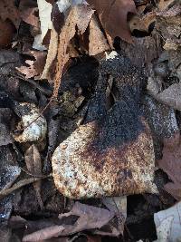 Polyporus squamosus image