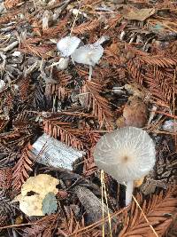 Coprinopsis lagopus image