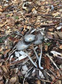 Coprinopsis lagopus image