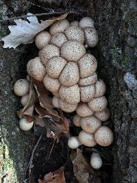 Lycoperdon pyriforme image