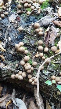 Lycoperdon pyriforme image