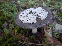 Amanita constricta image