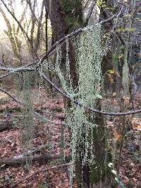 Ramalina menziesii image