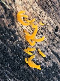 Calocera cornea image