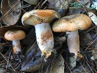 Lactarius deliciosus image