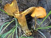 Omphalotus olivascens image