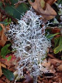 Pseudevernia cladonia image