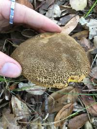 Boletus subtomentosus image