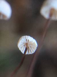 Gymnopus quercophilus image