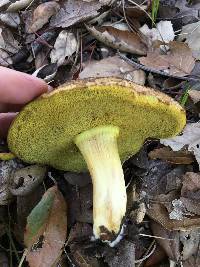 Boletus subtomentosus image