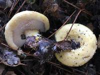 Lactarius alnicola image