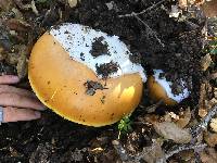 Amanita calyptroderma image