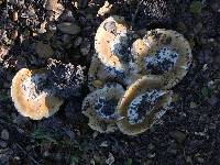 Amanita calyptroderma image