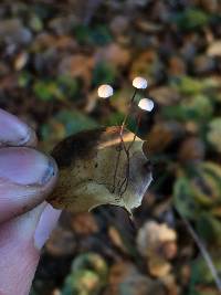 Gymnopus quercophilus image