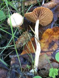 Tubaria furfuracea image