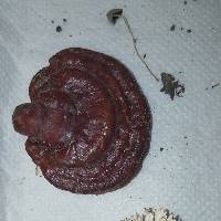 Ganoderma lucidum image