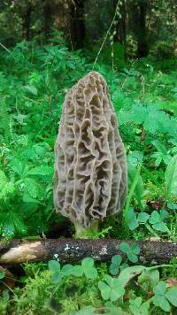 Morchella rufobrunnea image