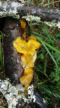 Tremella mesenterica image