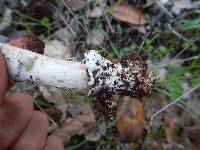 Amanita constricta image