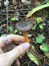 Chroogomphus vinicolor image