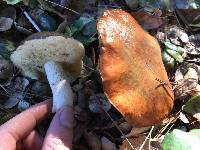 Suillus pungens image