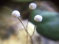 Gymnopus quercophilus image