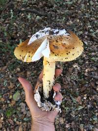 Amanita calyptroderma image