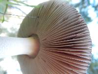 Amanita constricta image