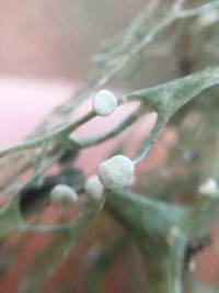 Ramalina menziesii image