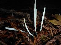 Clavaria fragilis image