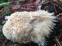 Hericium erinaceus image