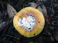 Amanita calyptroderma image