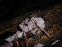 Mycena haematopus image