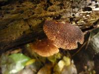Crepidotus fuscovelutinus image