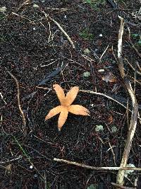 Chorioactis geaster image