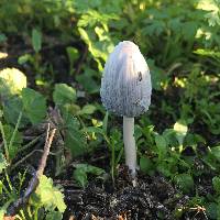 Coprinellus flocculosus image