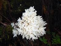 Hericium coralloides image