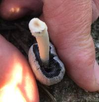 Coprinellus flocculosus image