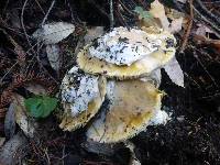 Amanita calyptroderma image