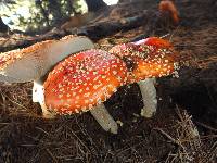 Amanita muscaria image