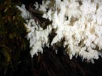 Hericium coralloides image