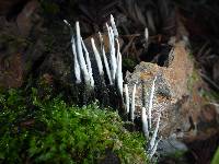 Xylaria hypoxylon image